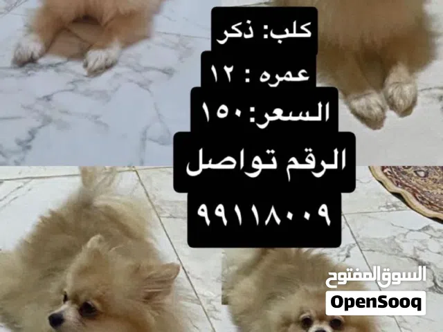 هذا الحيوان هو كلب من سلالة بومرينيان (Pomeranian)، ويُعرف اختصاراً باسم "بوم".