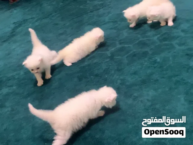 Kitty’s self eating 2 months old in Sharjah