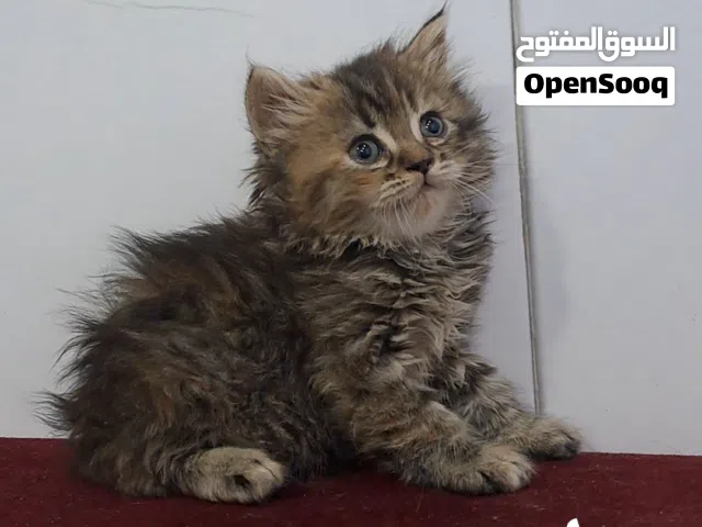 قطط عمرها اقل من شهرين لعوبة جدا للبيع