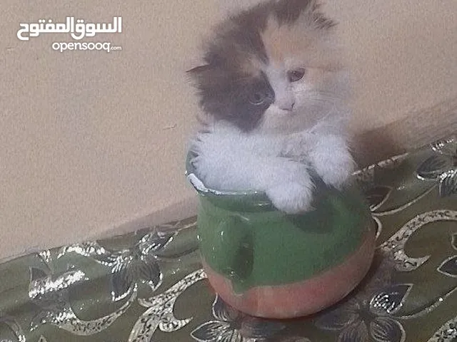 قطط لبيع