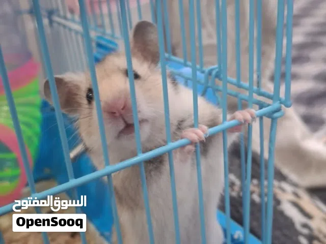 للبيع هامستر تربايه  سوري