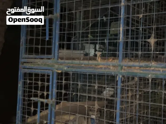 فقص للبيع اموره فوق طيبه موقع بركاء