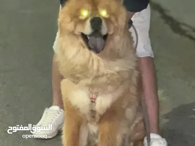 كلب تشاو تشاو للبيع