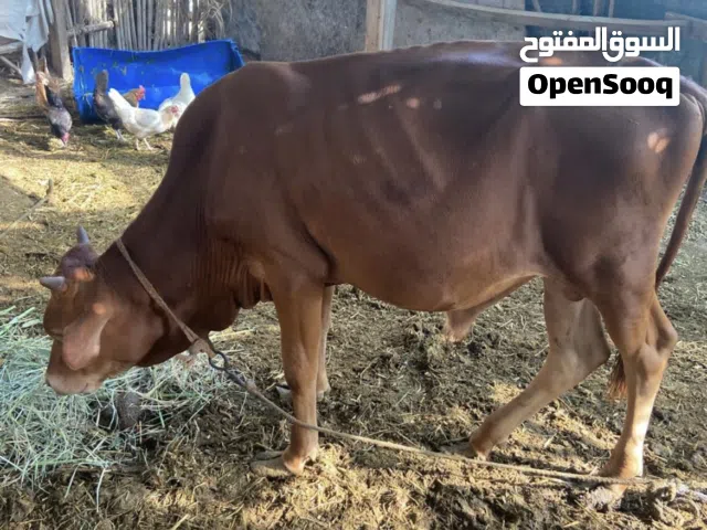 عجل عماني عمره سنة