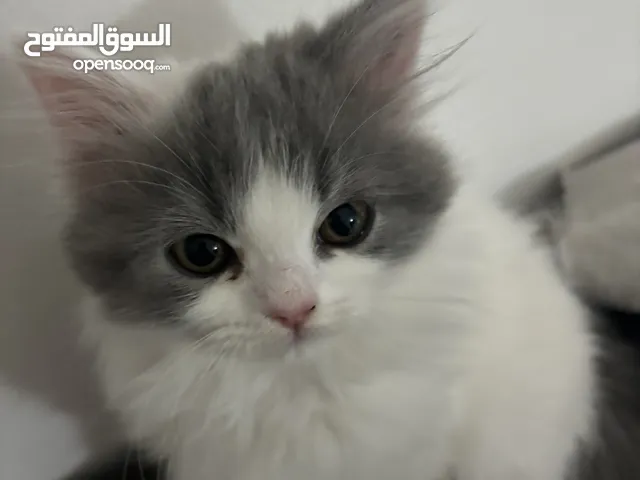 قط شيرازي تركي ذكر