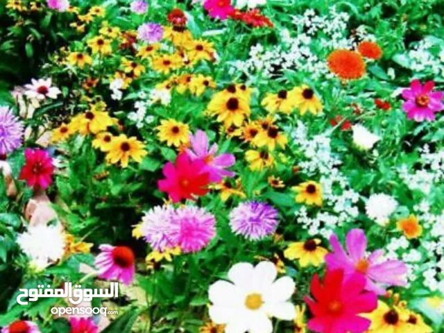 عرض 5 عبوات من مزيج بذور الزهور البرية (إجمالي 1000 بذرة)