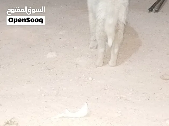 سلام عليكم متوفر جروا اصغيره نوع هاسكي امجنسه من عربي العمر شهرين للبيع السعر 120دينار مكان مصراته