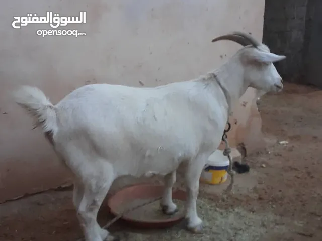 عنز فرنساويه عنز حليب الله يبارك