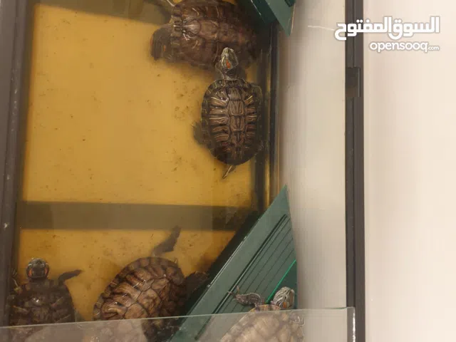 turtles available