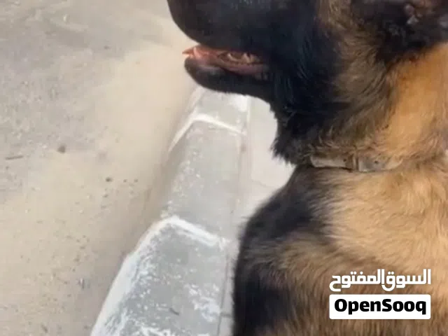 كلب بلجم مالينو