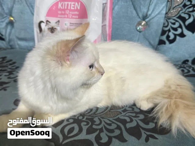 persion cat for sale