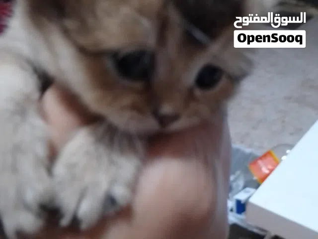 قطة بريتشجولد بيور