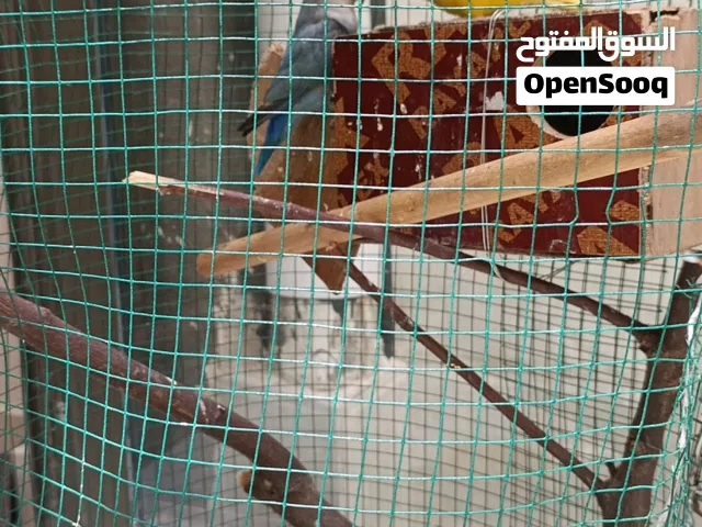 زوج غندوره للبيع الاصفر أليف والازرق وحشي مع القفص