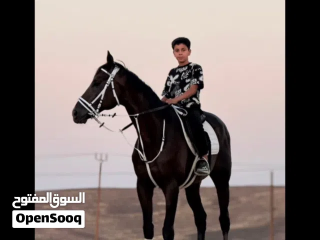 حصان فحل ثربرد ادهم بجوازه للبيع