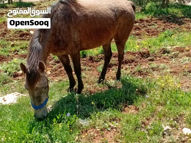 مهره صلات النبي