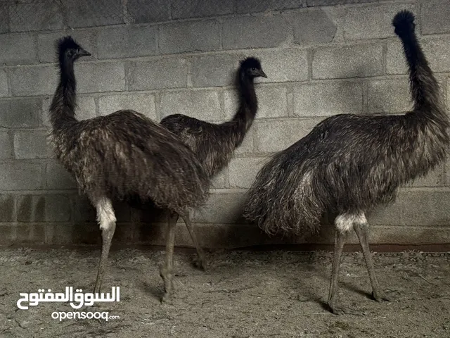 بيع نعام الايمو