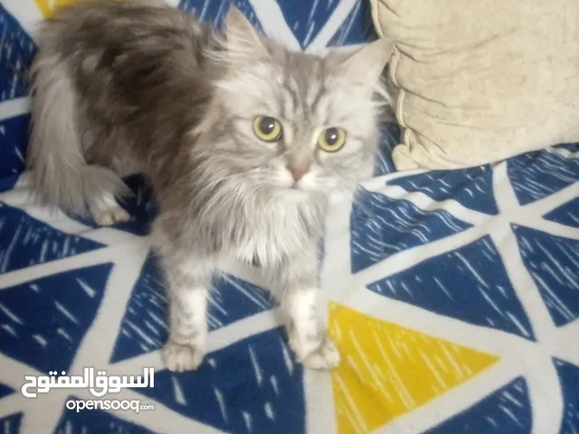 يوجد لدي قطط للتبني