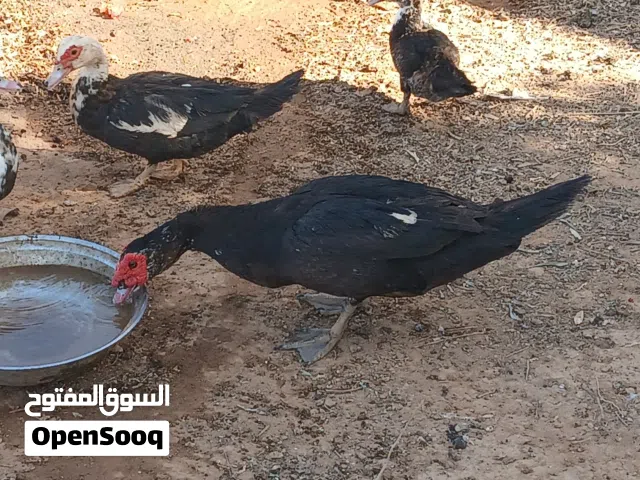 ذكر بط وطنى