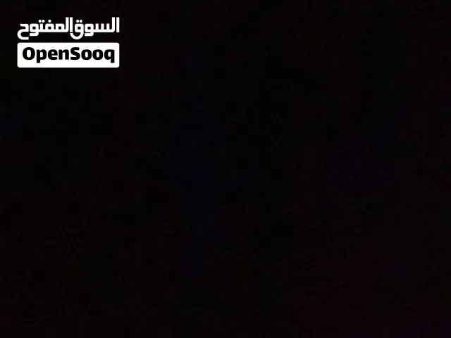 مطلوب جرو كني كورسا