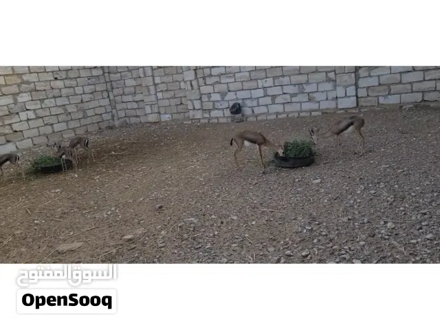 للبيع غزلان مربيات