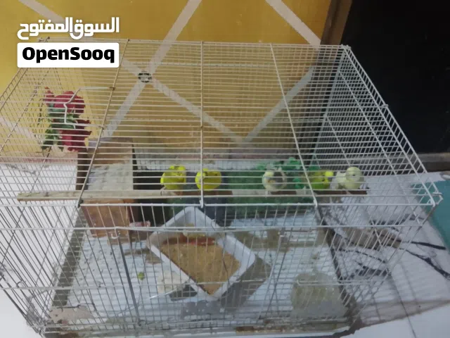 طيور الحب
