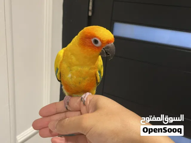 صن كنيور أليف