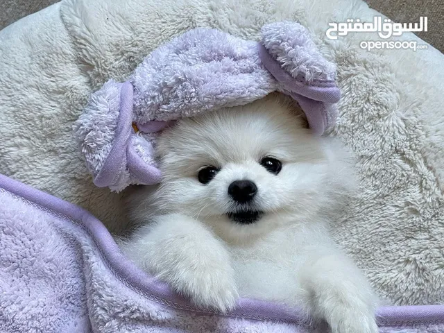 lovely Pomeranian ready to go