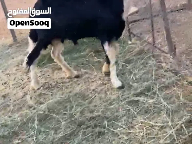 كبش نجدي 1212