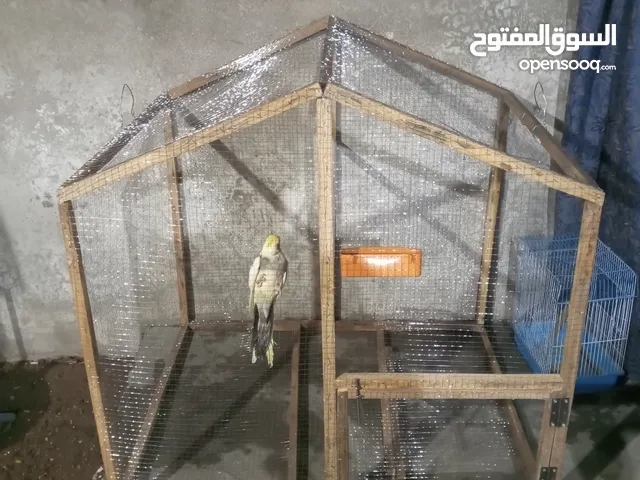 قفص طيور طول متر عرض 80