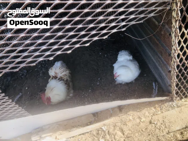كوبية استرالي تلجي دجاجة لحية فروج عادي