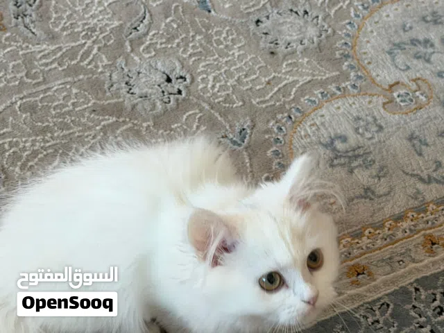 قطه كيتن لطيفة تحب اللعب هادئة اخدة اللقاح للجادين فقط معها بسبور