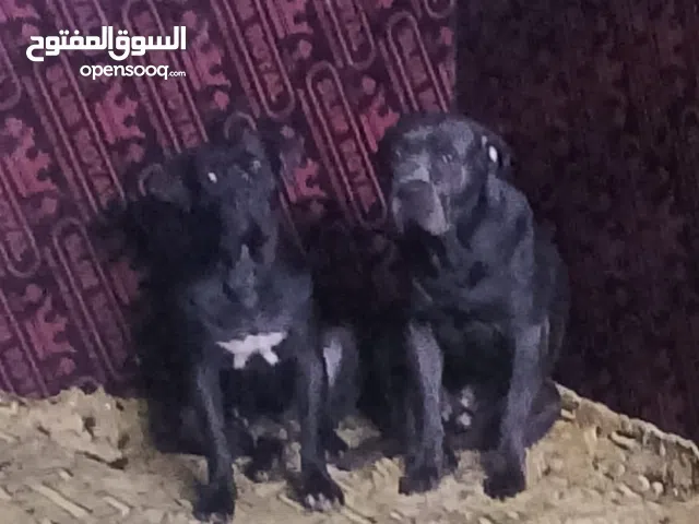 كلاب حراسه نوع كين كورسو من أصول تركيه