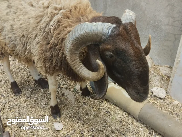 اضاحي بلدي