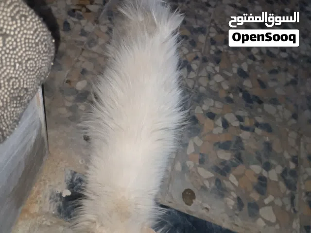 قطة شيرازي ضايعة