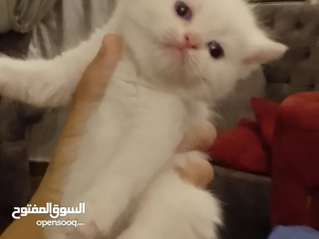 قطط للبيع الاردن عمان