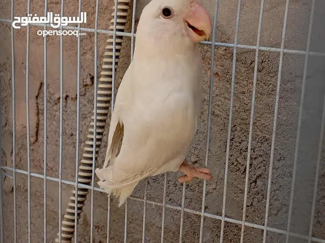 غندورة نثيه البينو