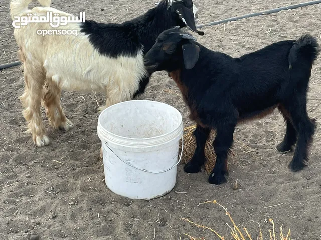 للبيع تيوسه 2 الابيض مذيار