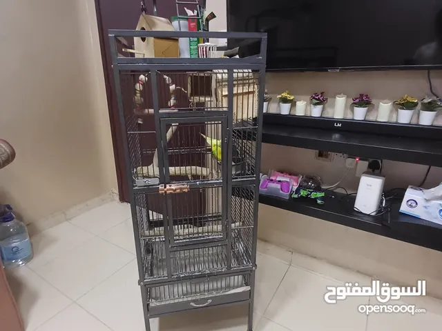 bird cage with birds for 25kd