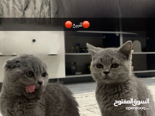 قطط سكوتش فولد / سكوتش ستريت،  3-4 شهور مطعمين و أليفين جدا و يحبون اللعب