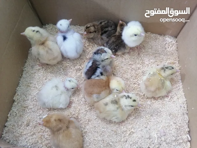دجاجة وياها كتاكيت وديج شوكي للبيع