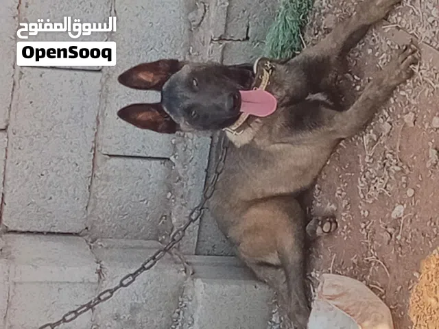 ذكر العمر 8 شهور