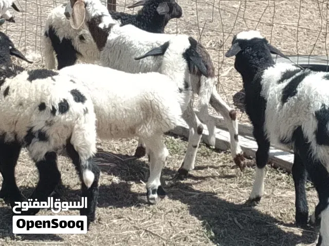 8 طروف بيوضي تبارك الله العمر شهرين