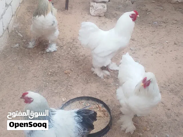 بيض دجاج برهما عملاق حجم عملاق اللون الله يبارك