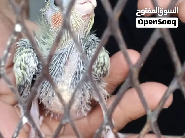فروخ كوكتيل اليزابيل للترويض