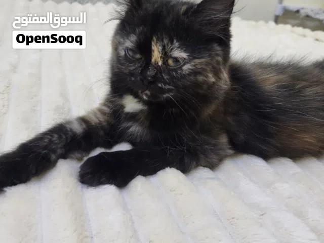 cat for adoption  litter trained  6 months old