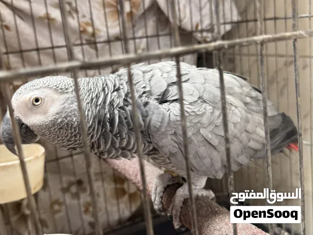ببغاء كوكاتو يحجي 4 كلمات عمر سنتين