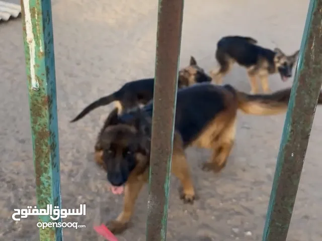 جلاب جيرمن بيورو