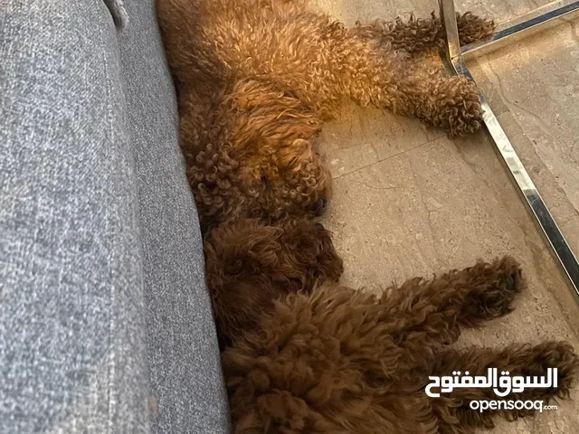 جراوي توي بودل الصغيرين شبه الدب الصغير
