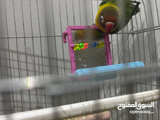 بيع ببغاء(فيشر) له صوت ولون جميل