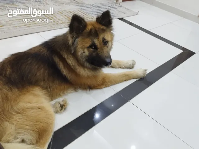كلب القوقاز الحجم الكبير كلب ضحم